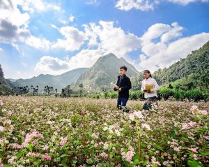 ngắm hoa tam giác mạch